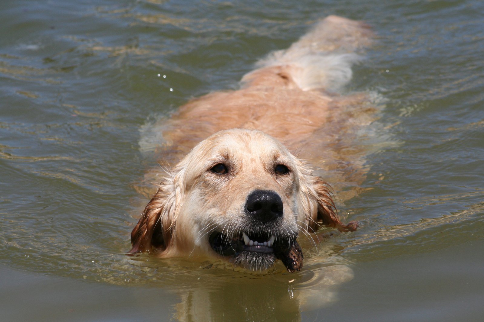 a golden retriever swimming in a pond with his tongue hanging out