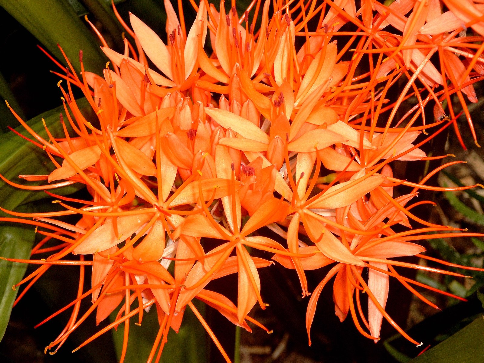 the flowers are bright orange in color