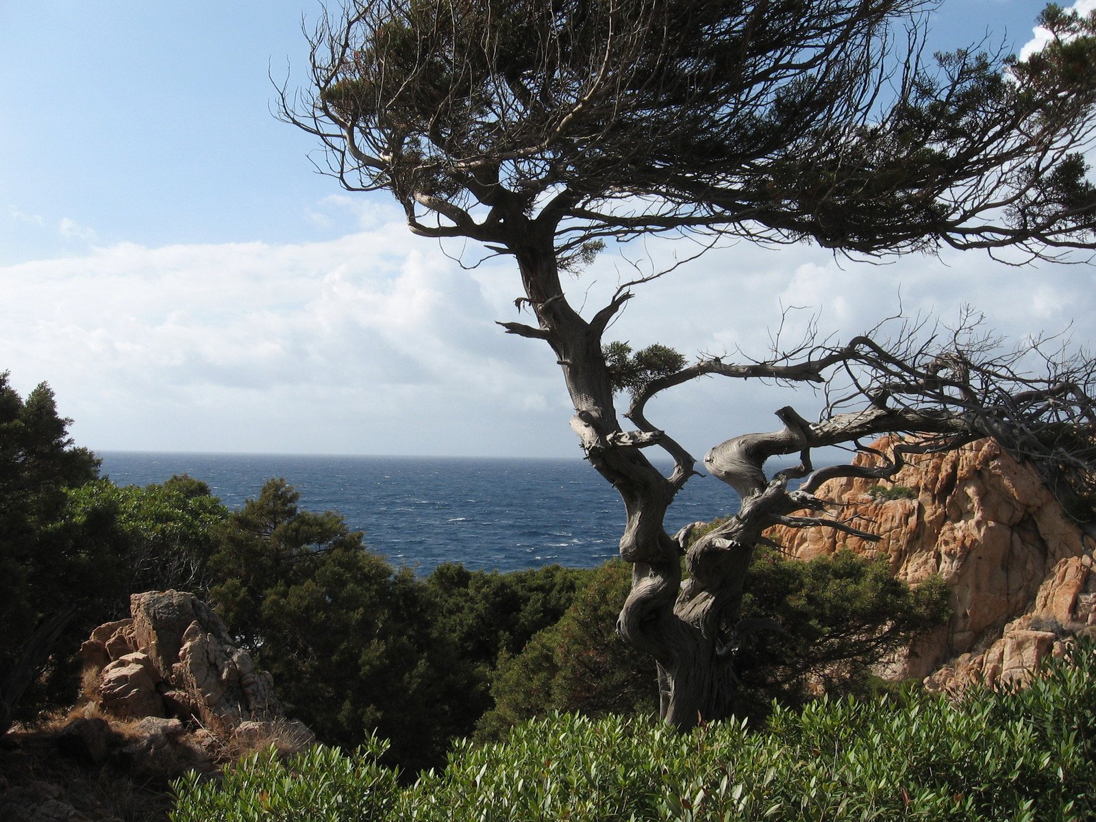 the tree is on the edge of the cliff by the water