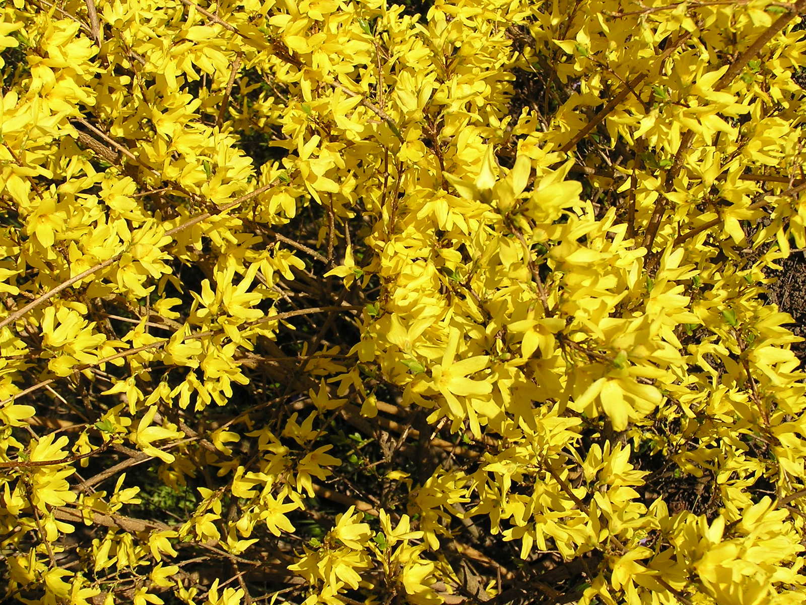 the bush is full of flowers with yellow petals