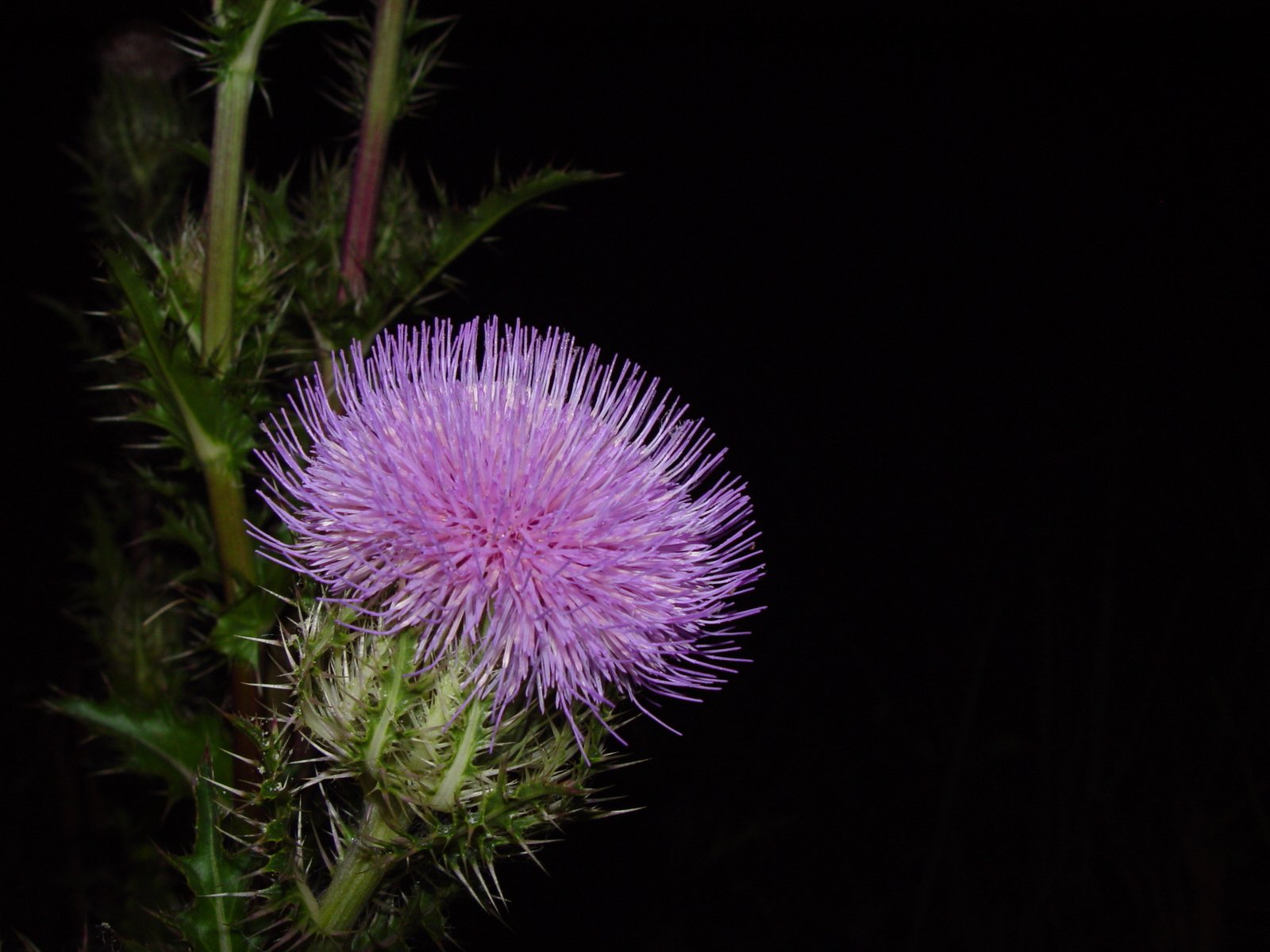 a closeup s of a purple flower in the dark