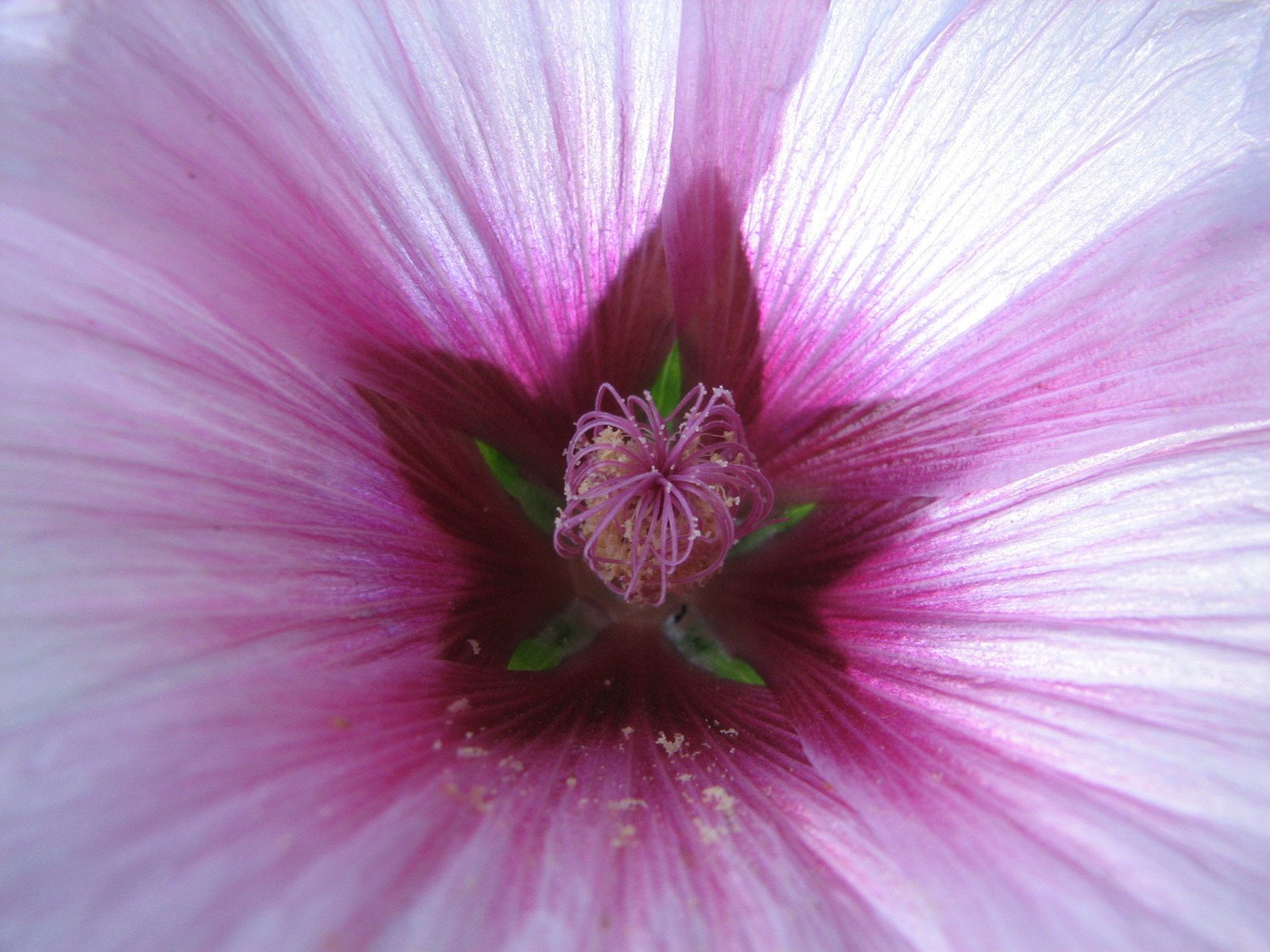 pink flower with purple center surrounded by green leaves