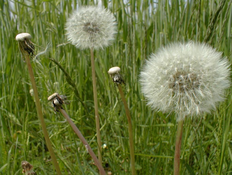 some large grass flower in the middle of tall grass