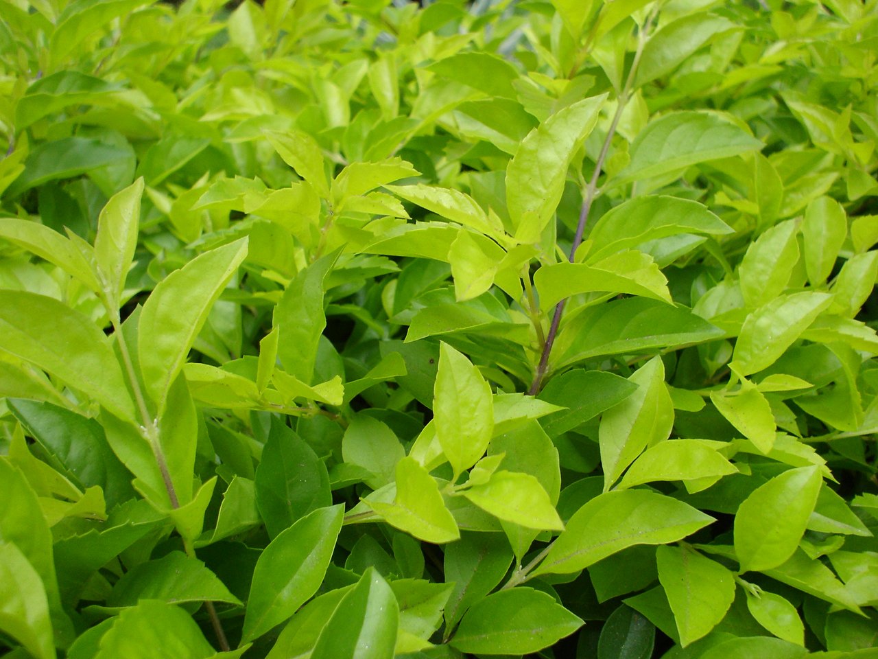 a very pretty green bush with leaves