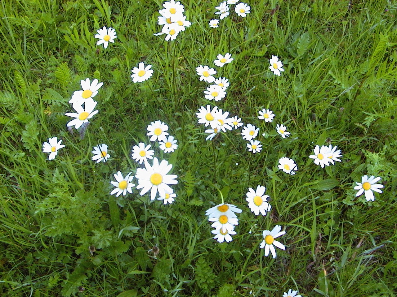 the daisies are growing wild in the grass