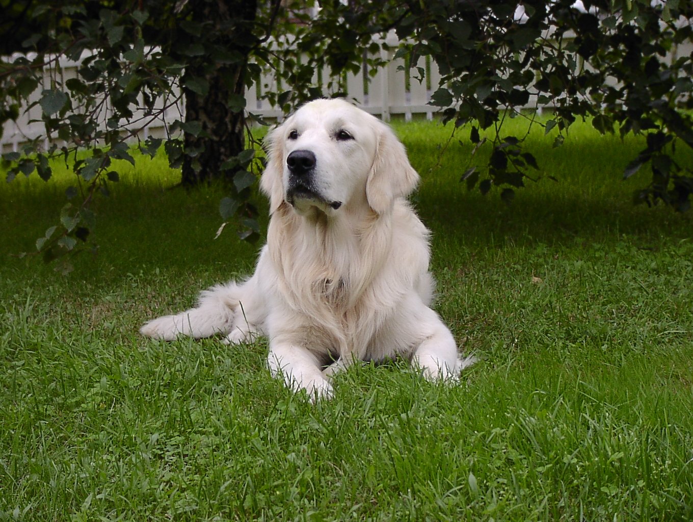 a white dog laying on grass in front of trees