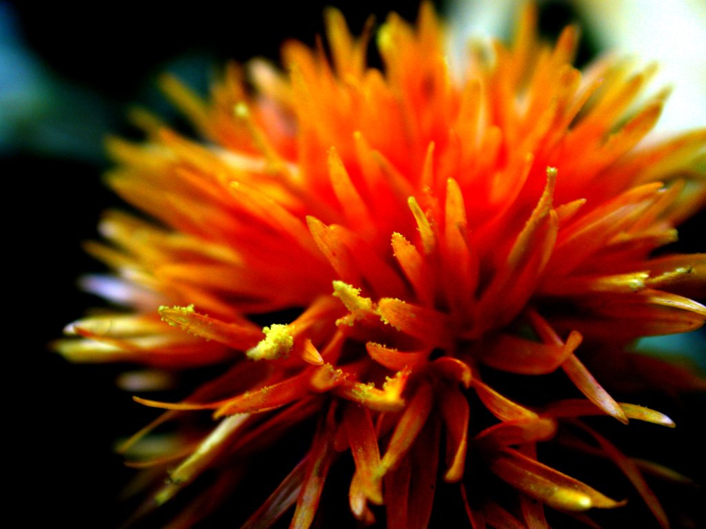 closeup of a large red flower in an open area