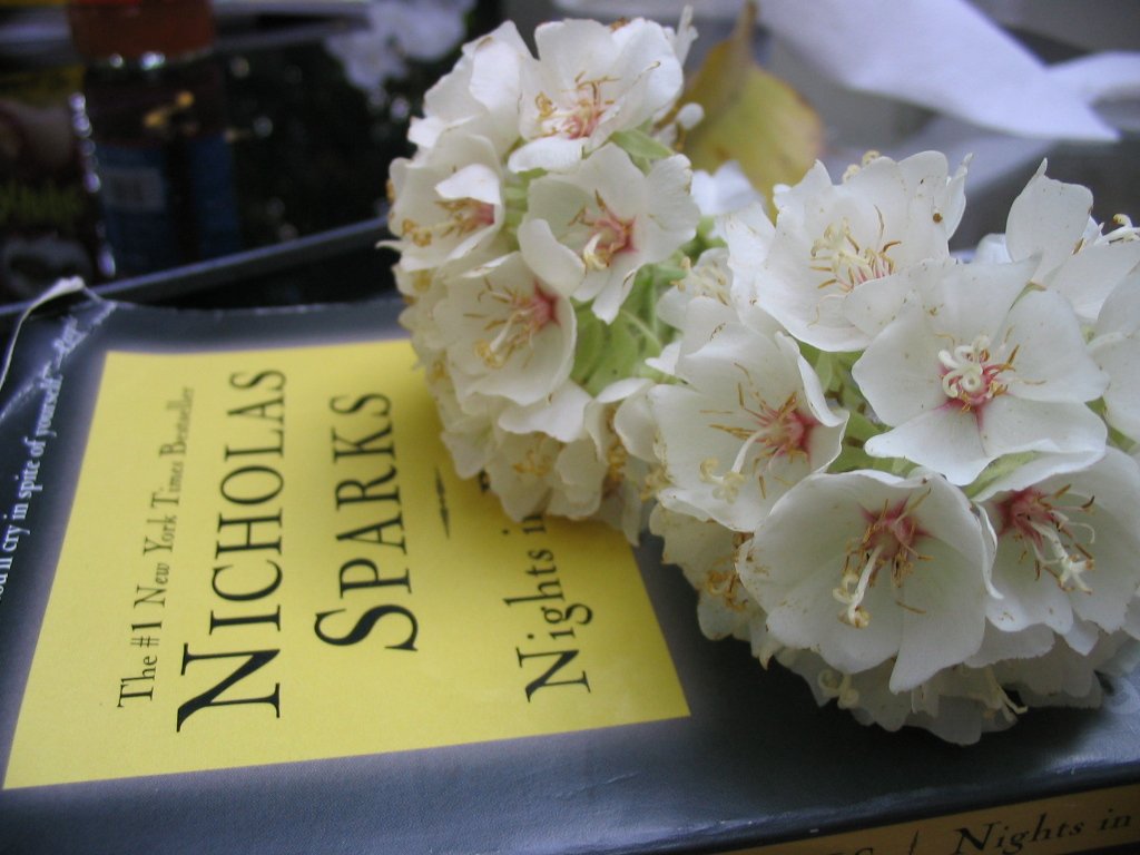 a bunch of white flowers sitting next to a yellow sign