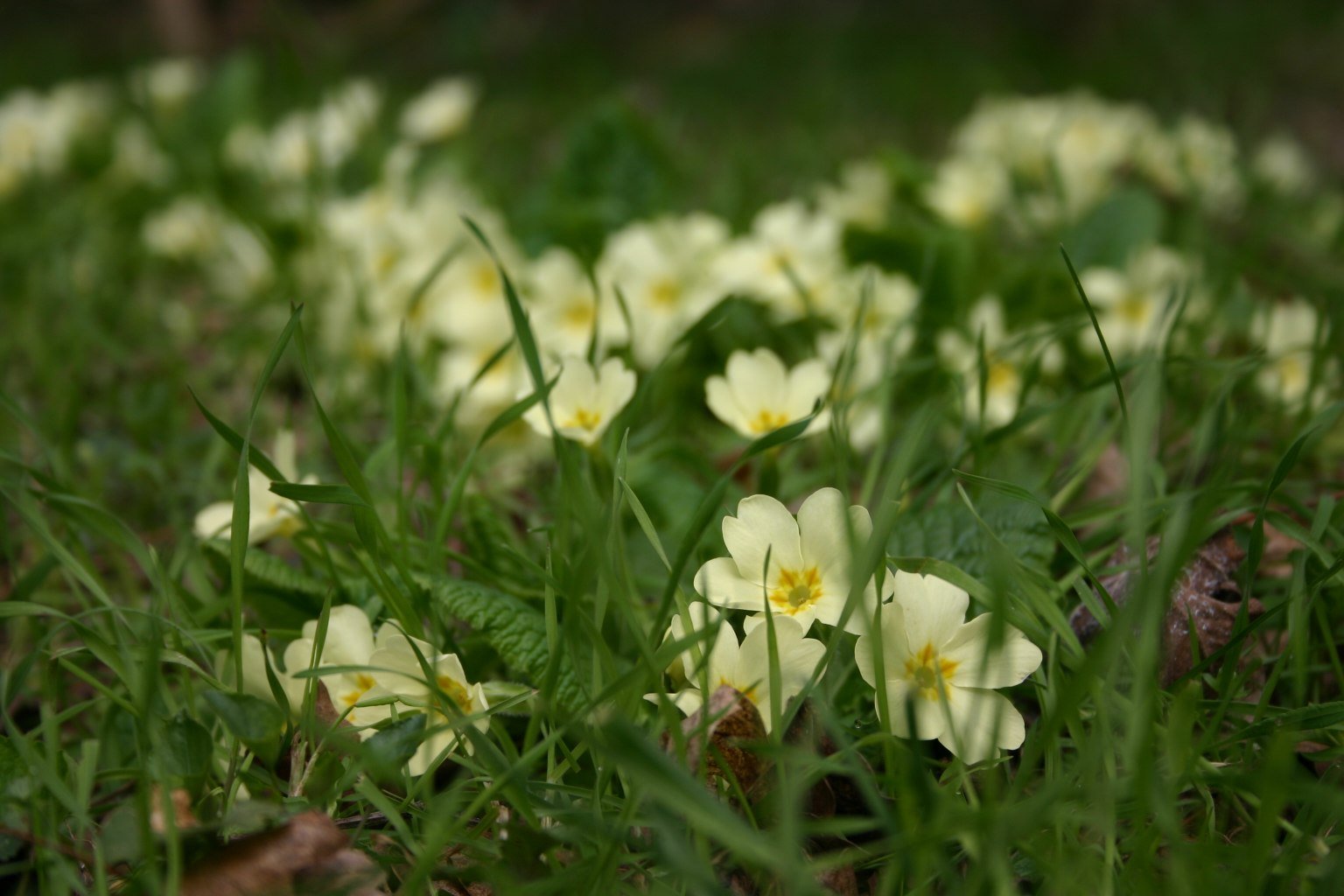 flowers that are laying in the grass near the ground