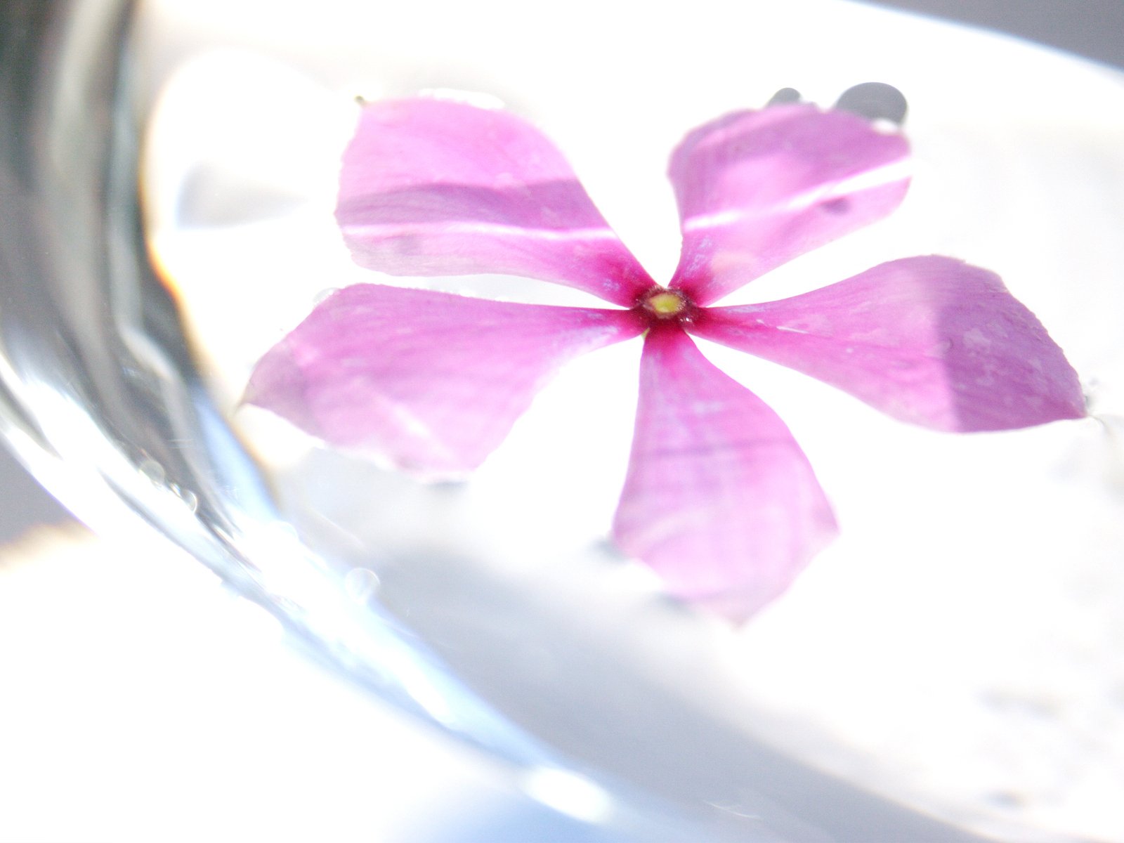 a pink flower floating inside of a glass bowl