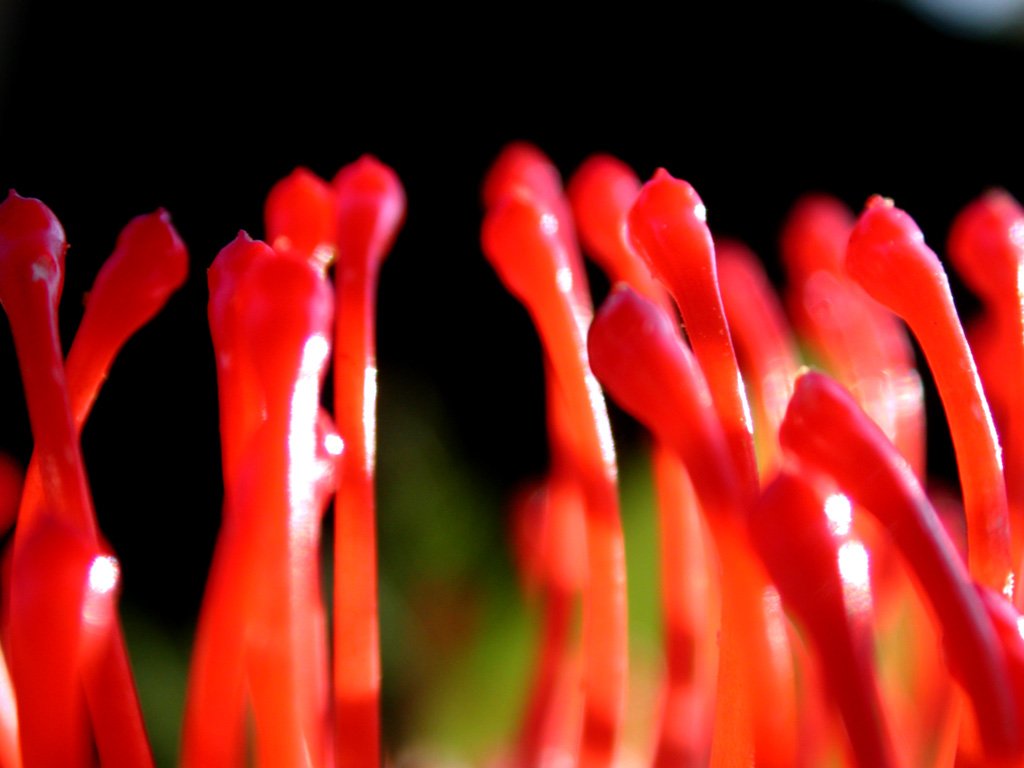 a close up view of red stems with water droplets