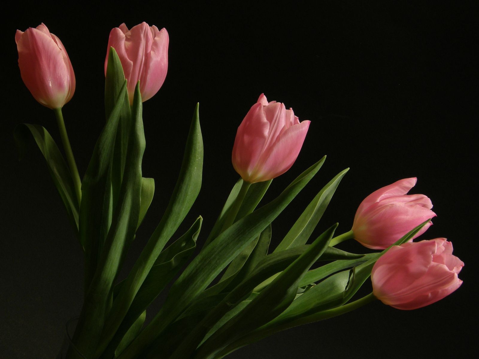 the large bouquet of pink tulips on the table