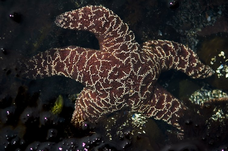 a coral fish that is covered in seaweed