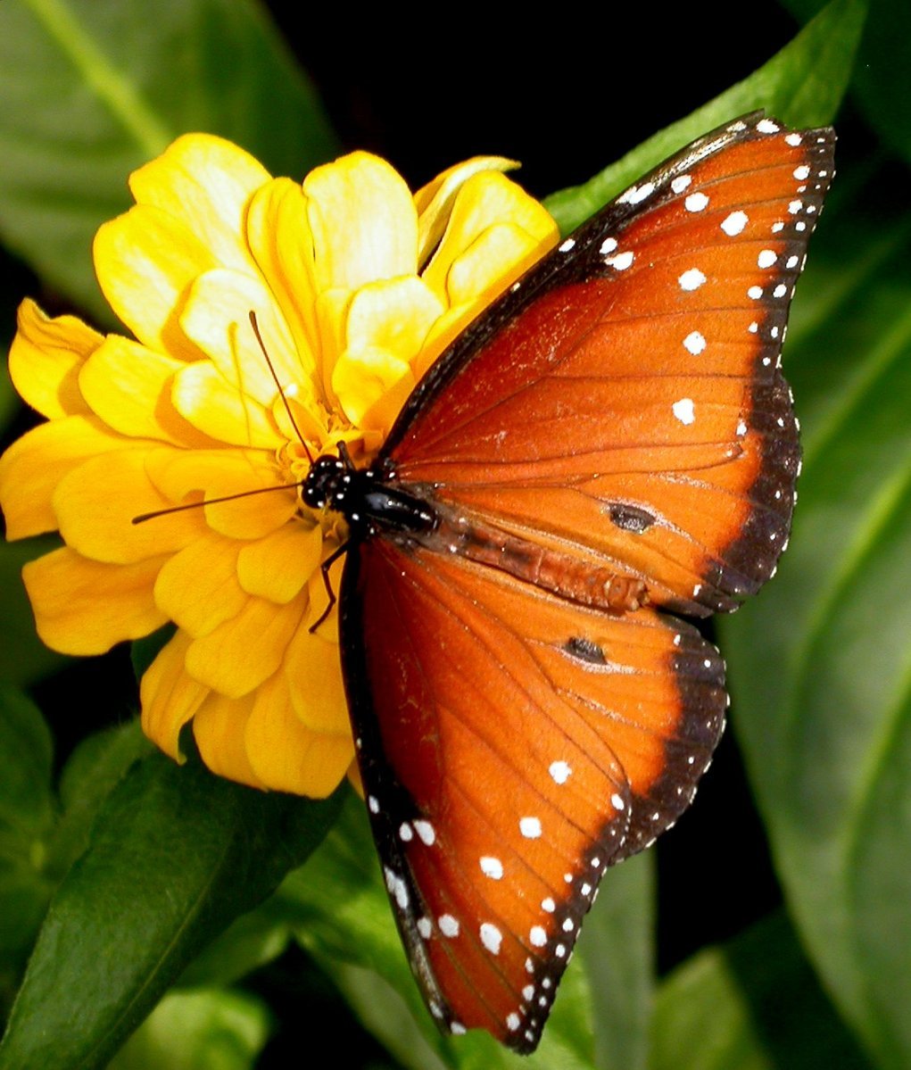 a close - up of a red erfly on a yellow flower