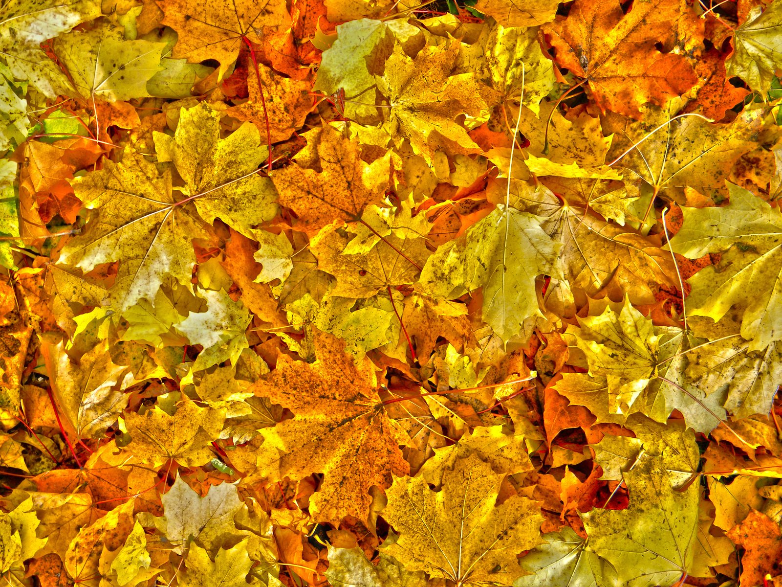 an old, colorful, background image showing different yellow and red leaves
