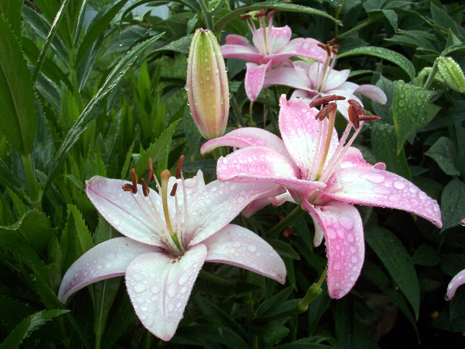 three pretty pink flowers sitting in the rain