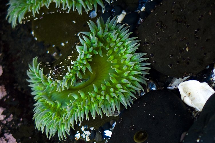 a closeup of an anemone and other green items