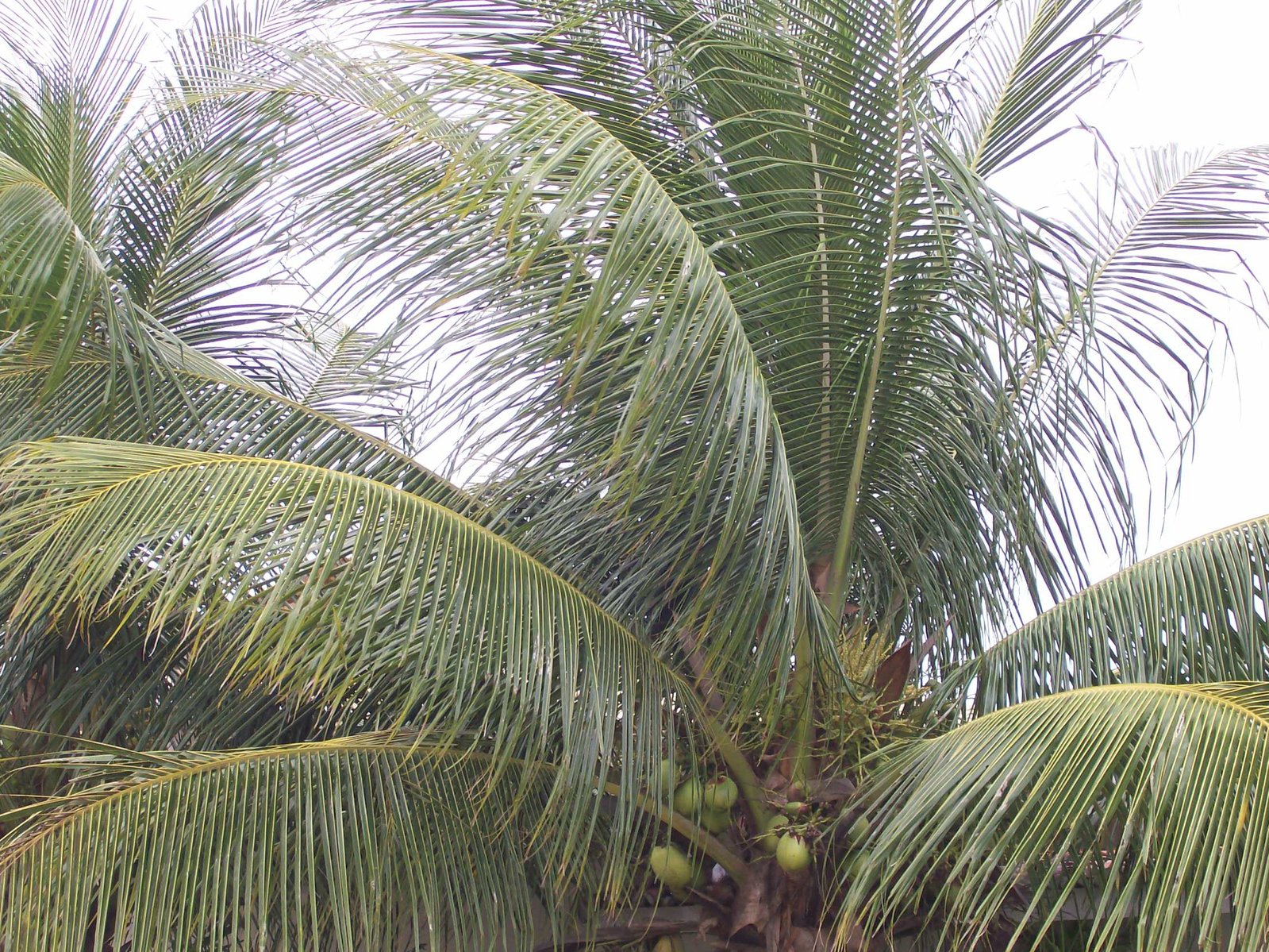 a view of a bunch of green coconuts on trees