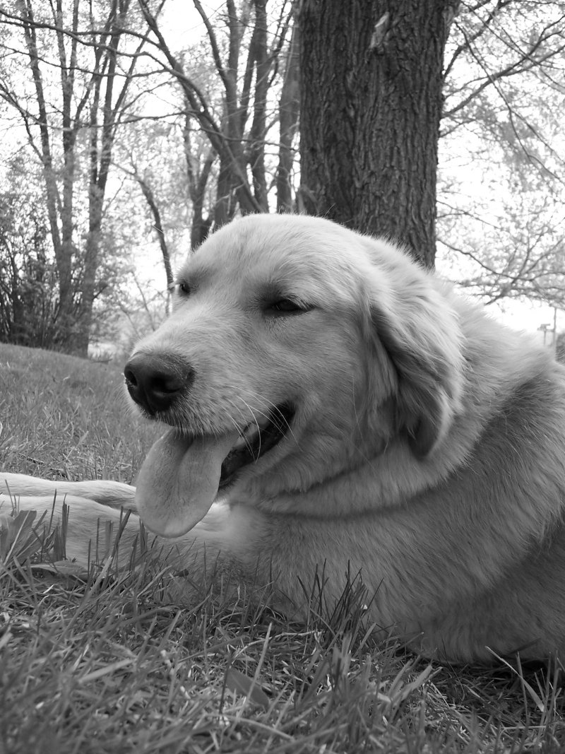 black and white pograph of large white dog sitting on the ground