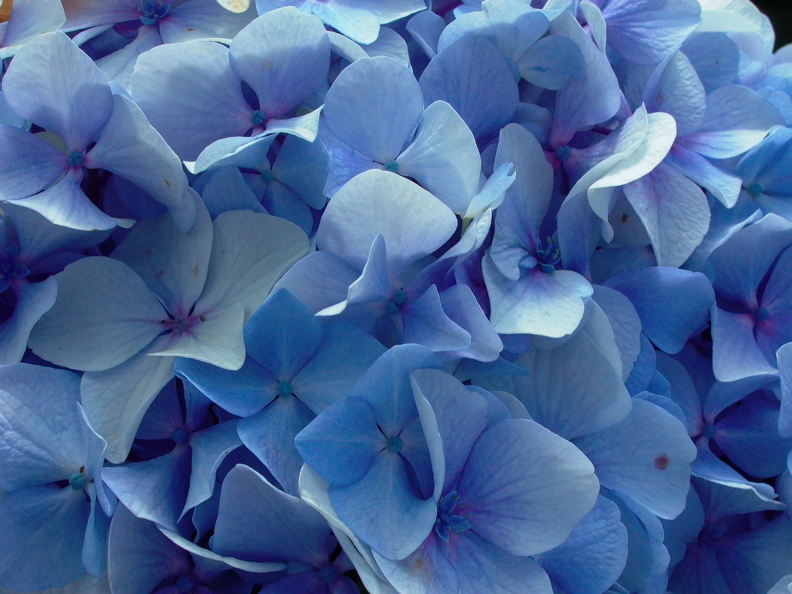 closeup of purple and blue flowers in a vase