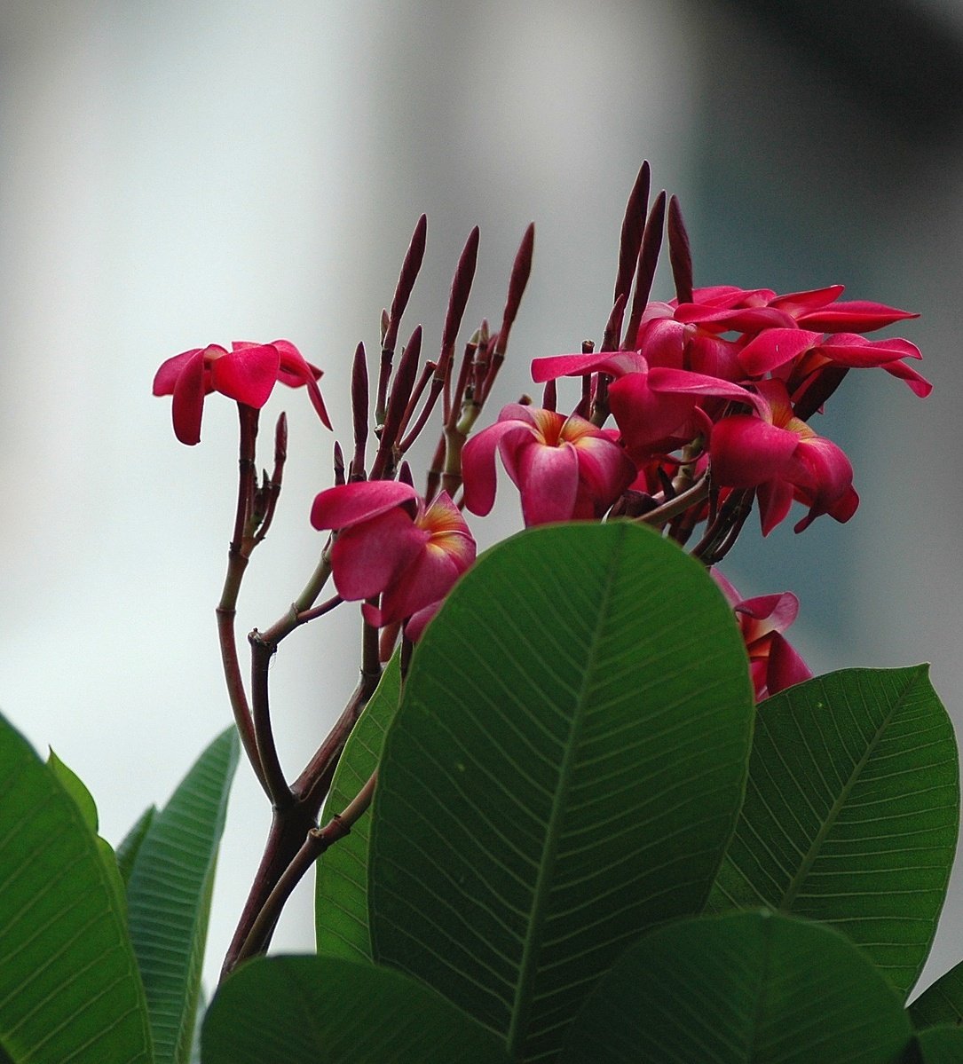 a bunch of pink flowers sitting next to each other