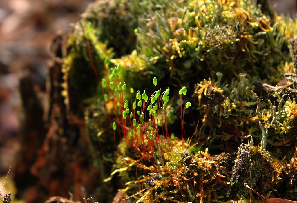 a closeup of a moss with tiny plants growing from it