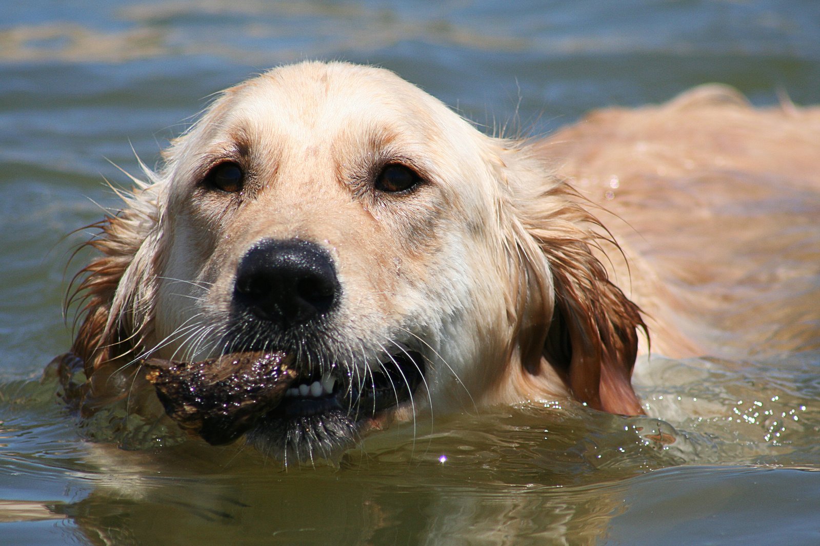a close up of a dog in the water with a fish in its mouth