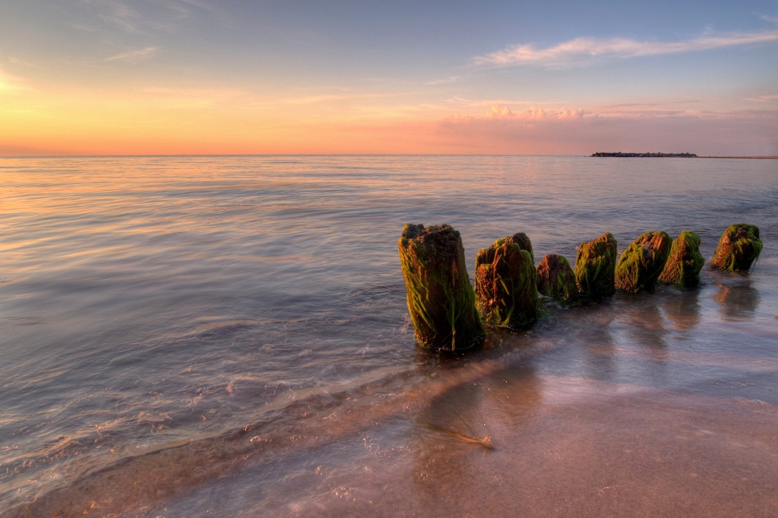 the beach is covered in little plants, and it looks like old wood sticks sticking out of the water