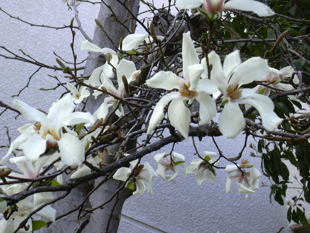 a nch with white flowers sitting by a house