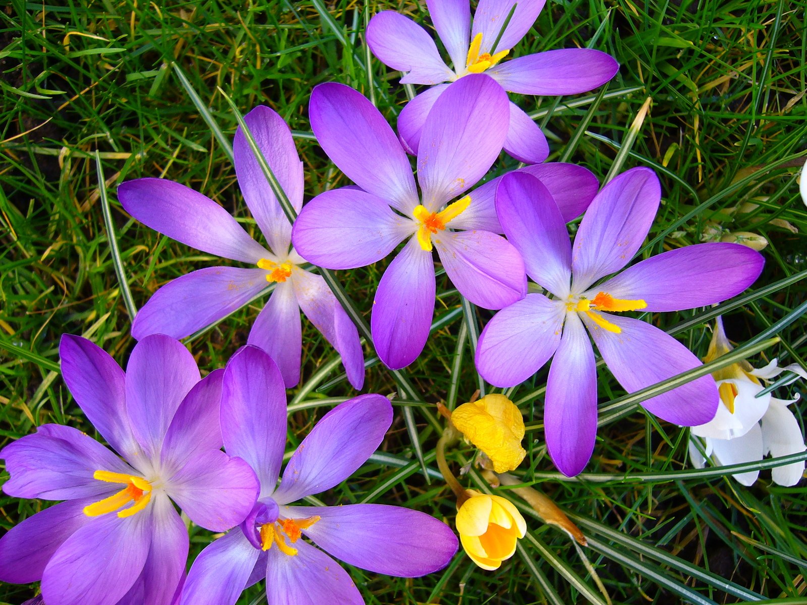 four purple and yellow flowers in a field
