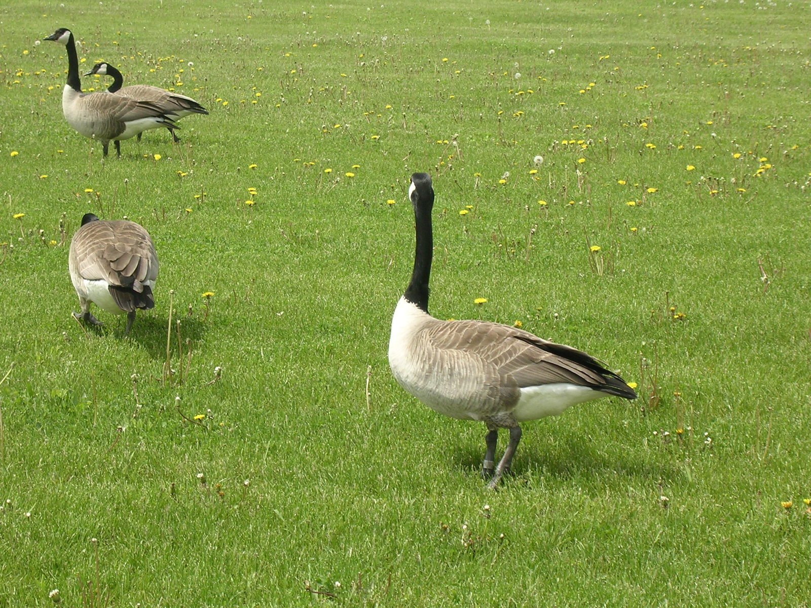 three geese walk across grass in a field