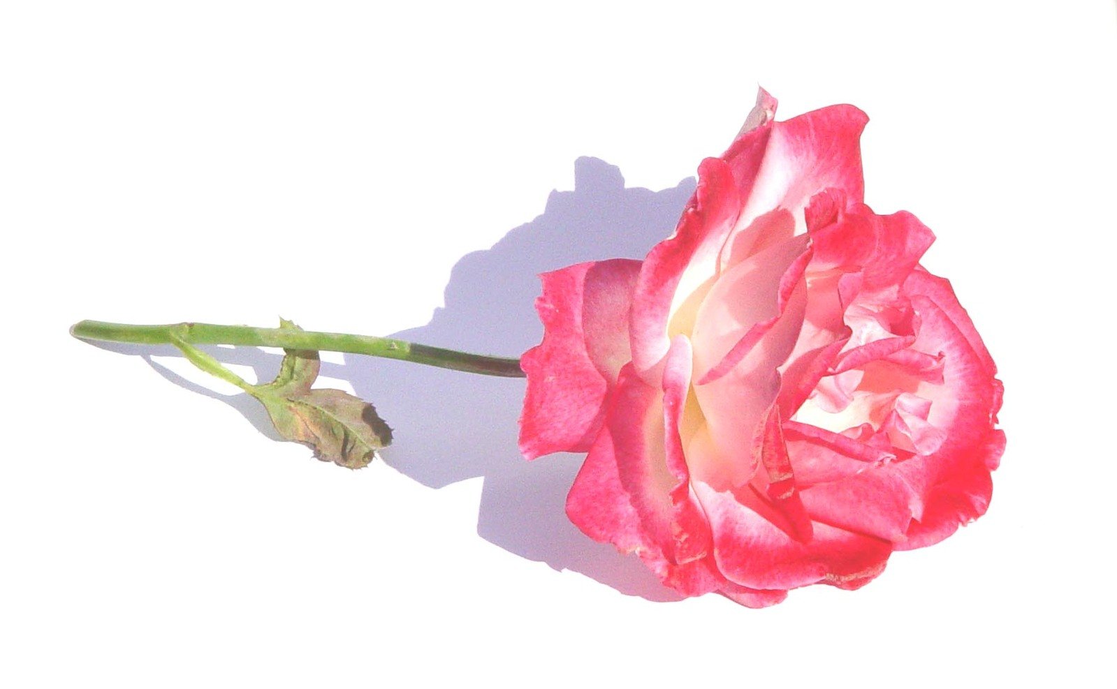 a pink flower is growing on a stem