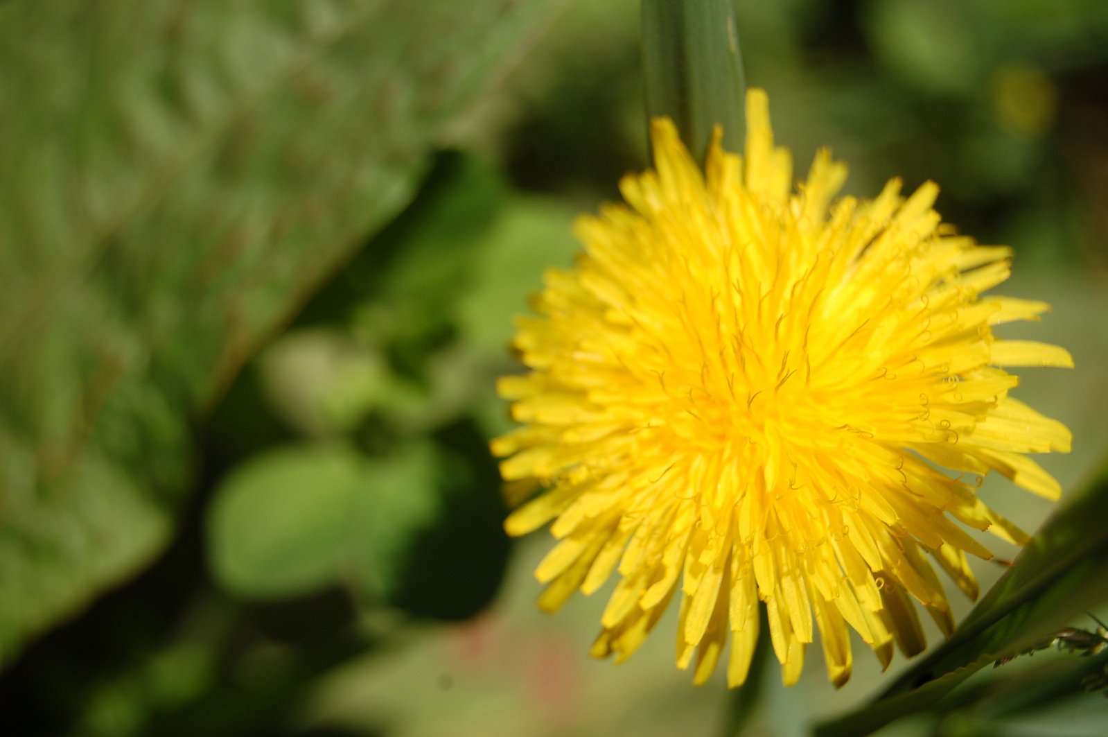 the yellow flower is blooming very small