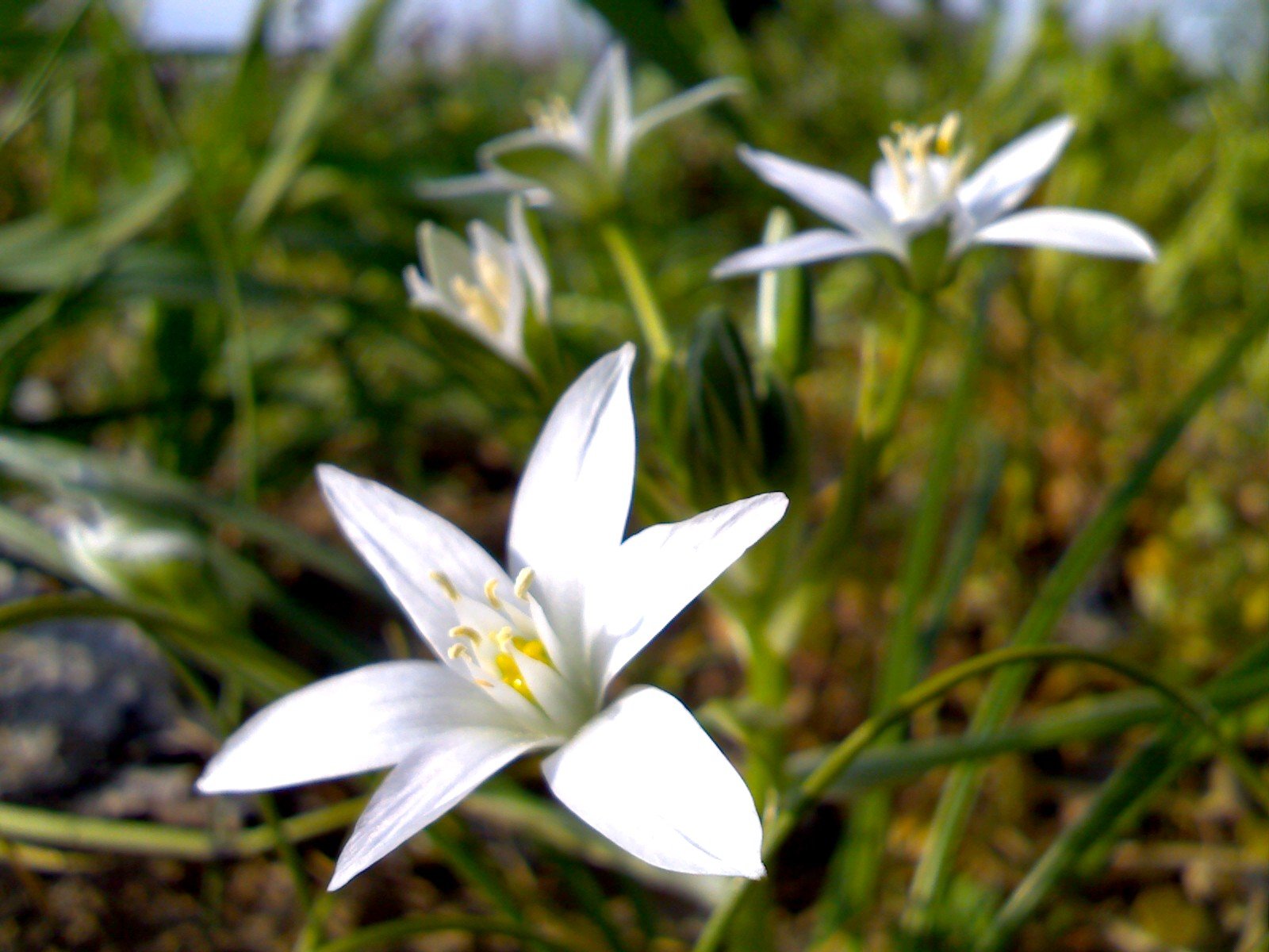 white flowers growing in the middle of tall grass