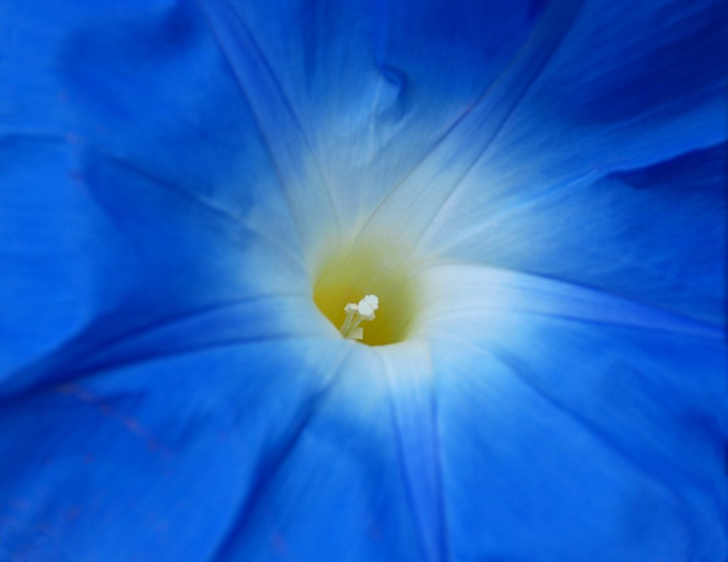 the bright blue flower is showing off its vint white center