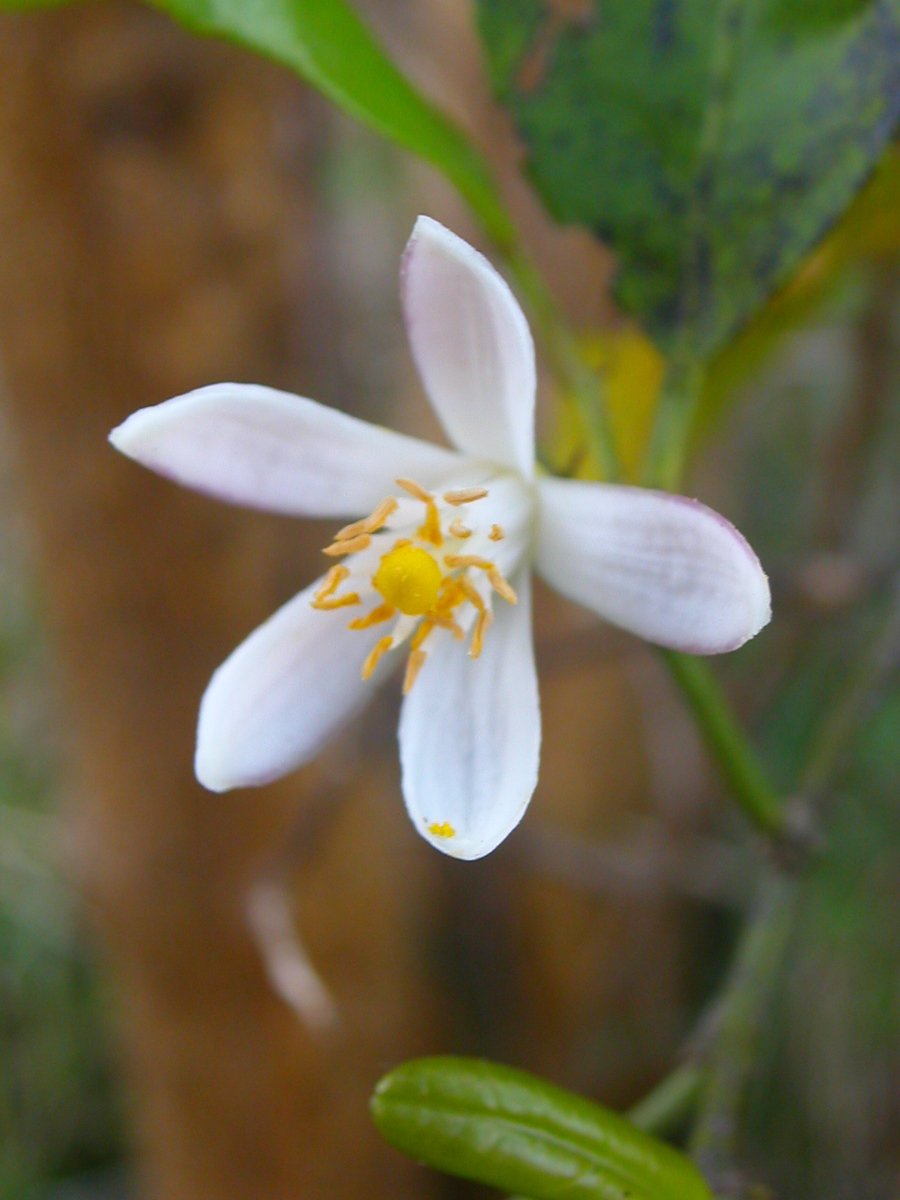 a white and yellow flower with green leaves