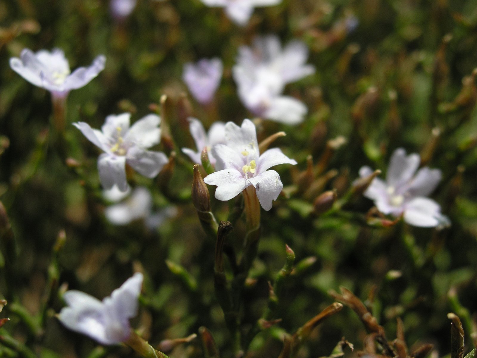 small white flowers sitting in a field next to grass