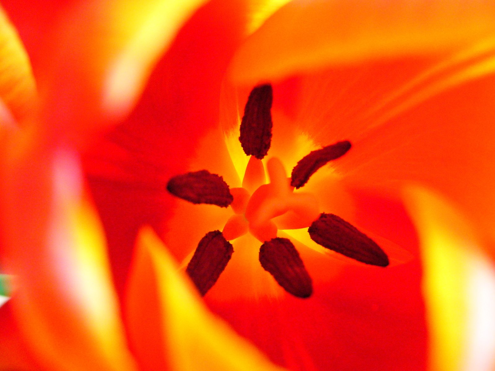 the inside of an orange and yellow flower