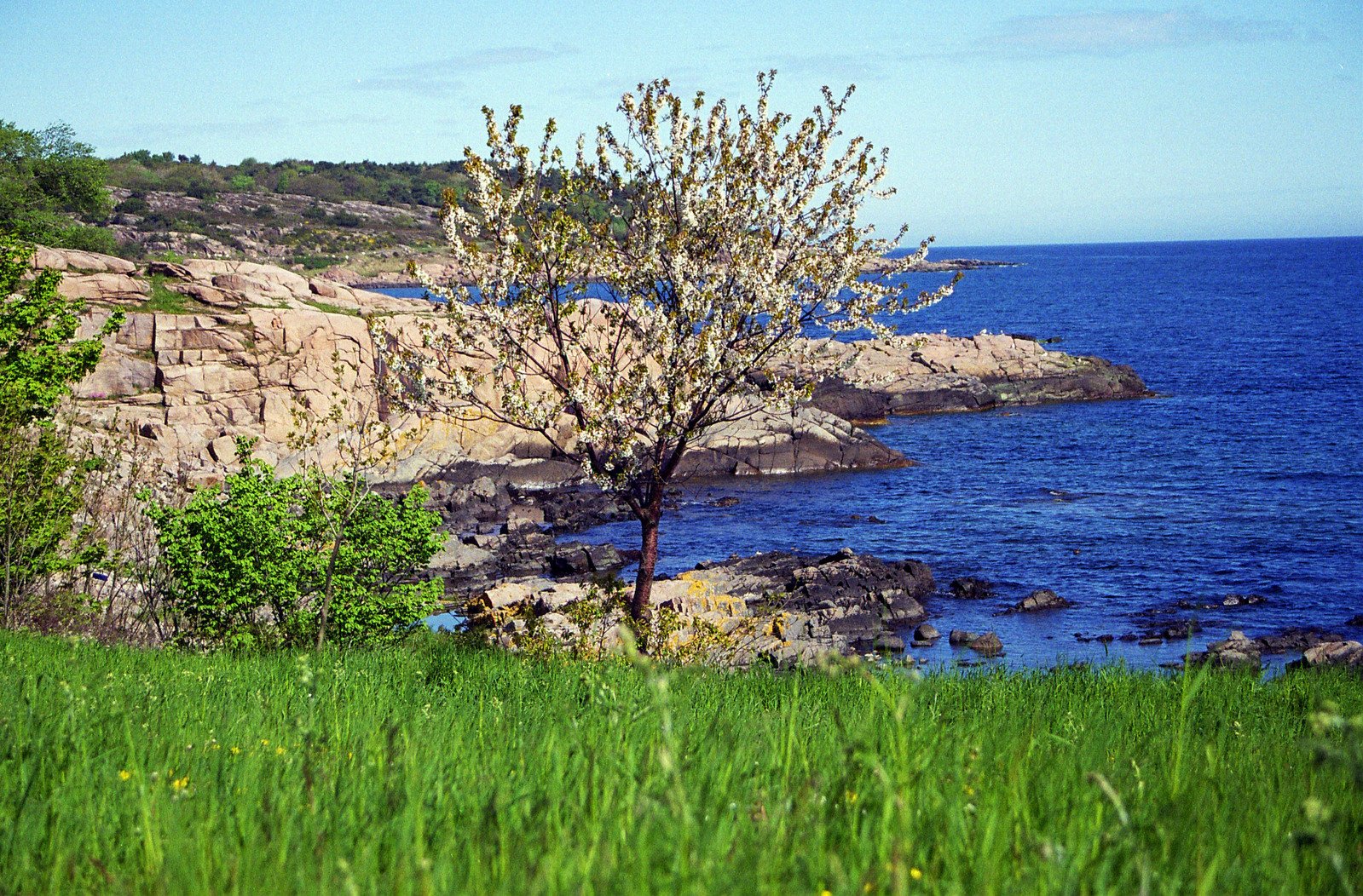 a lone tree is growing out of the grass by the ocean