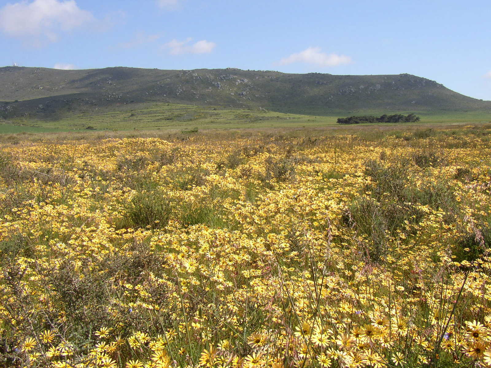 the view of a hillside with wildflowers in bloom
