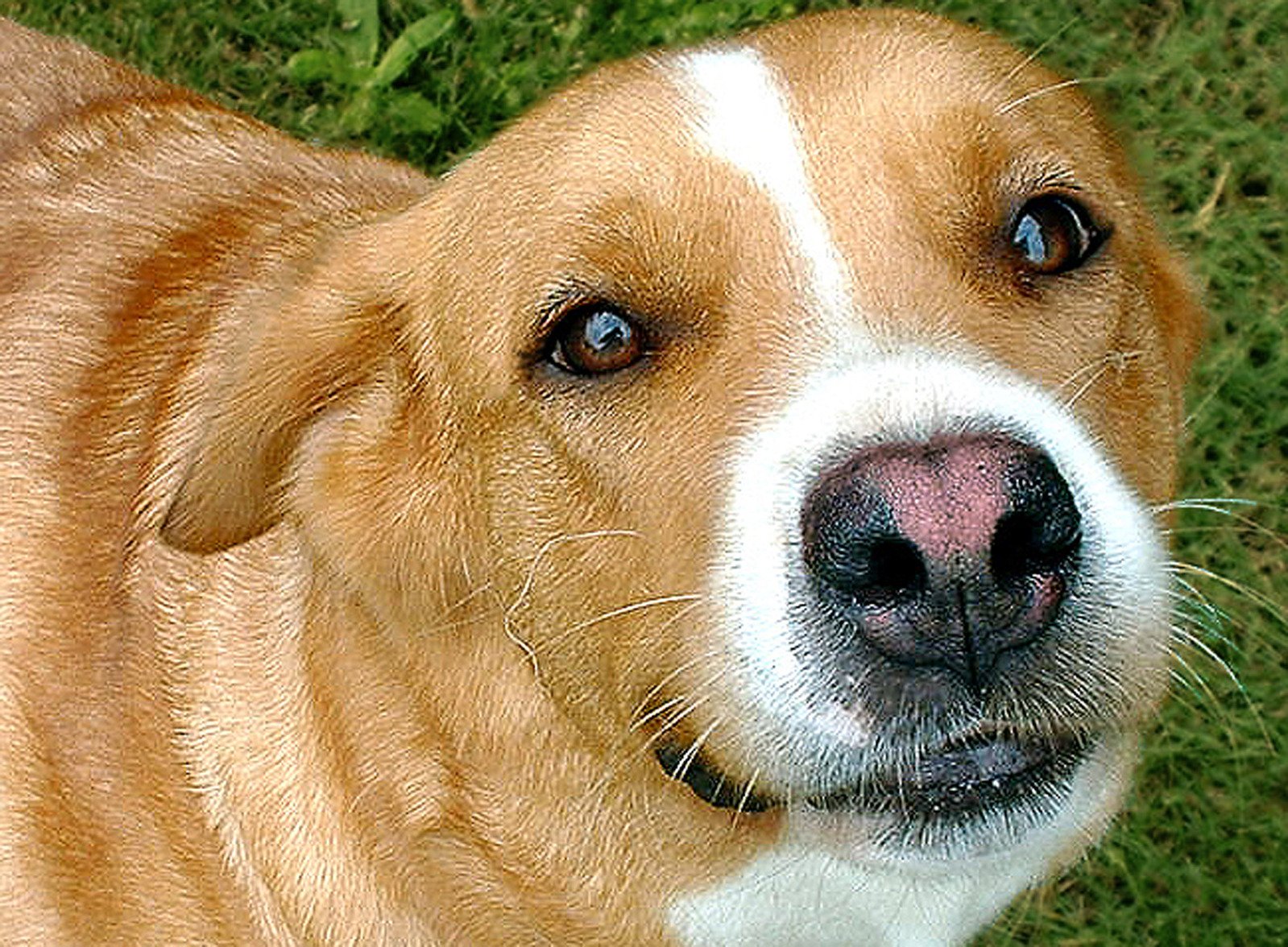 dog looks straight ahead while laying on the ground