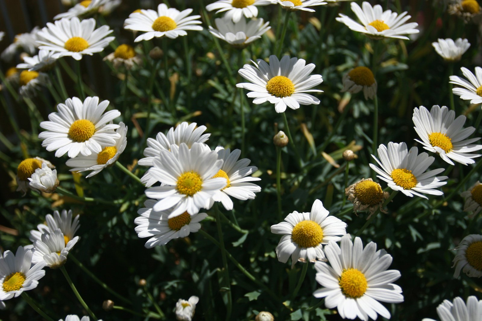 many daisies in the field full of sunbeams