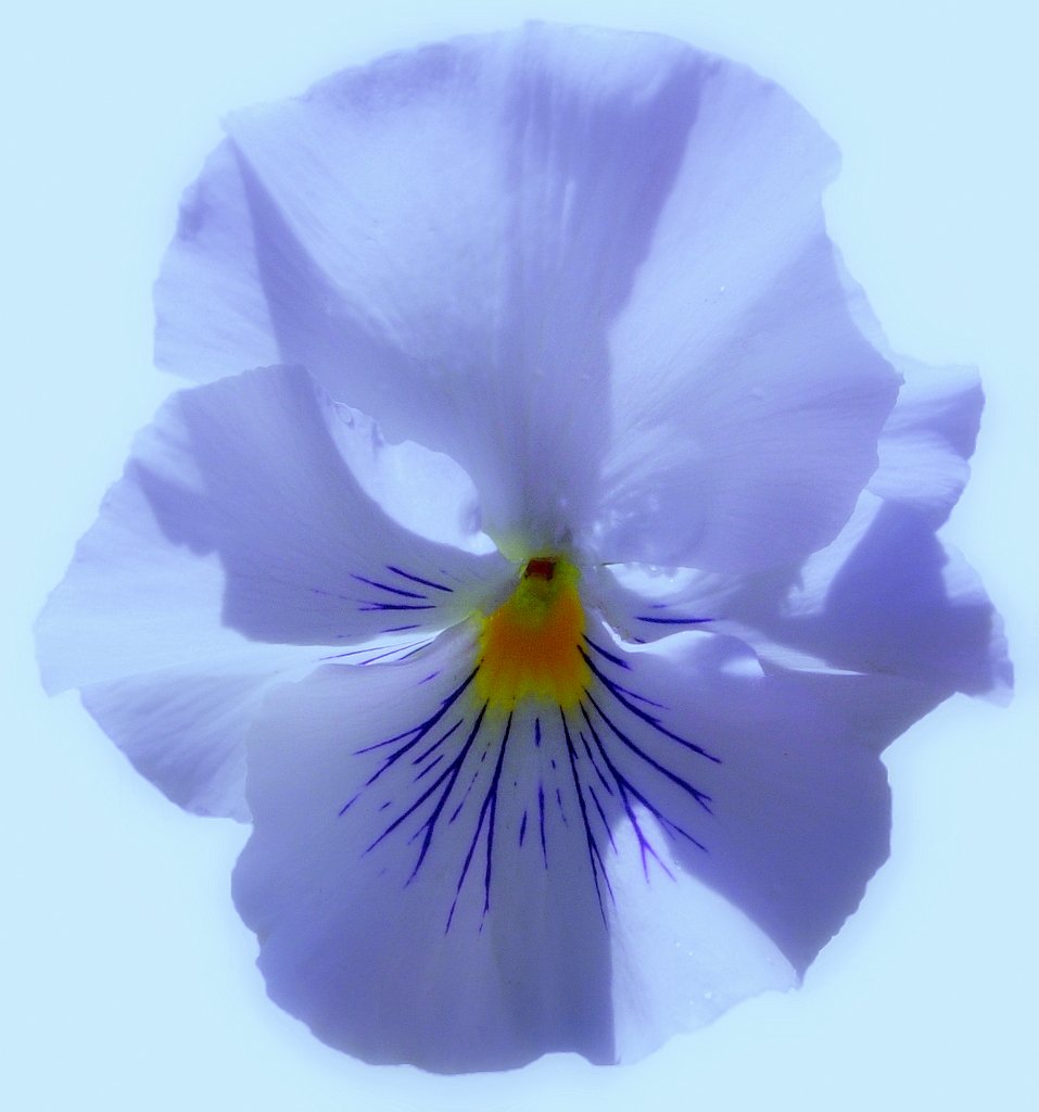 a flower that is in some kind of blue color