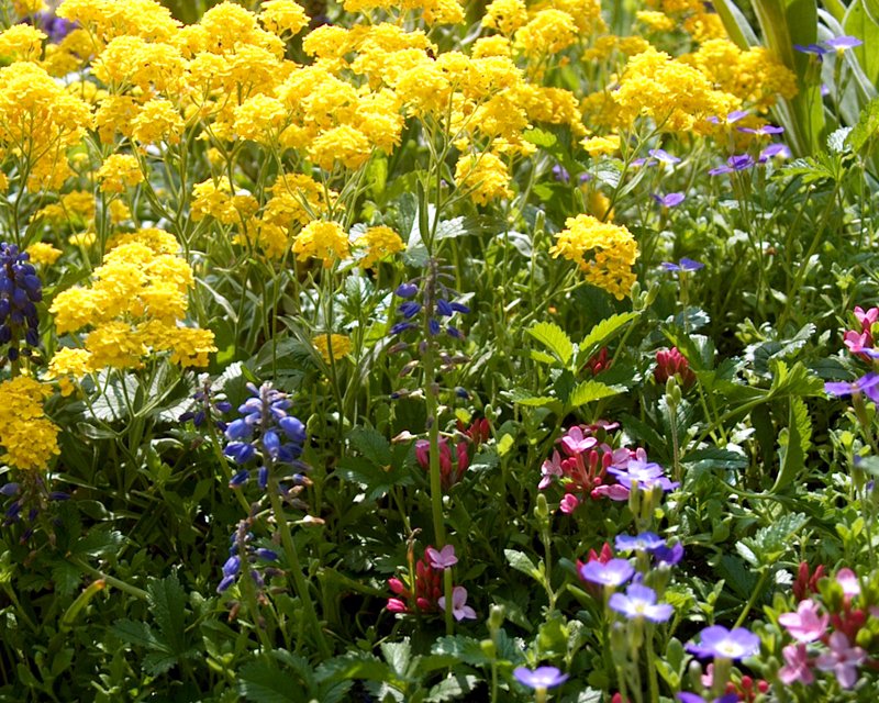 a flower bed full of colorful flowers and plants