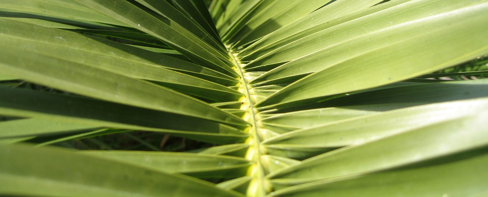 the long leafy palm is very green