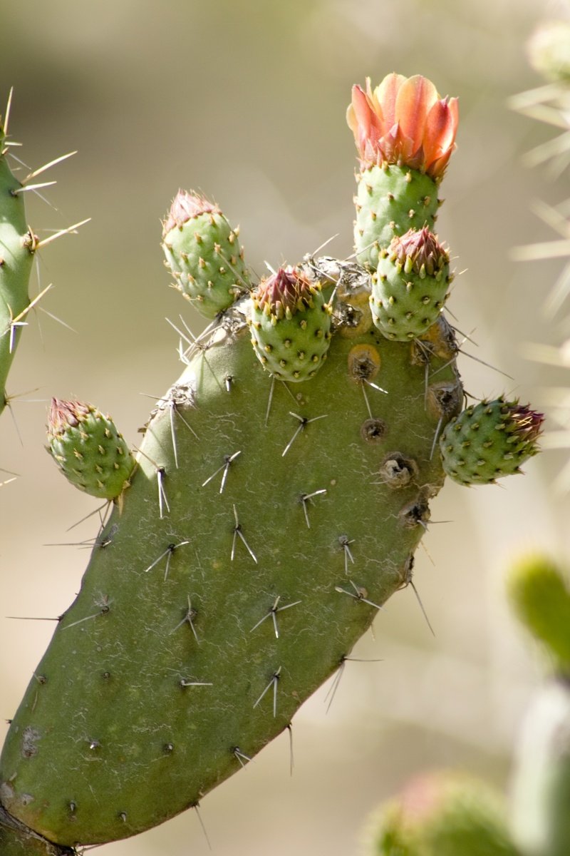 small cactus with small orange flower on it