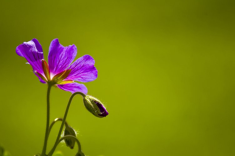 a single purple flower is in front of a green background