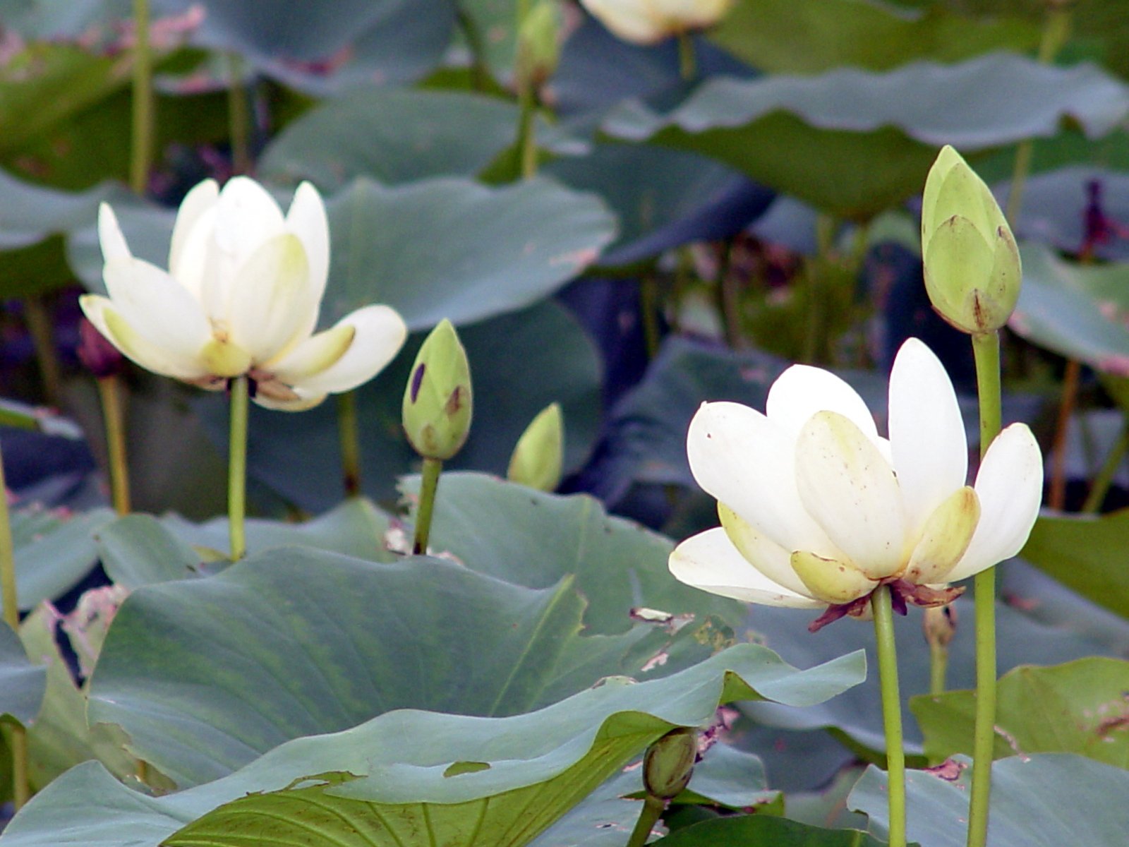 there is a large number of white flowers in the middle of a plant