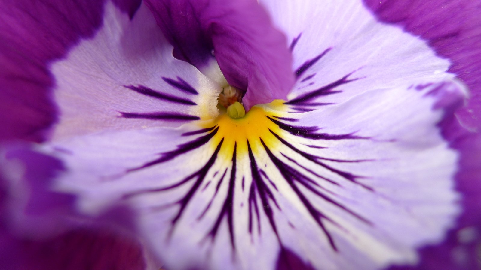 close up po of violet flower with white center