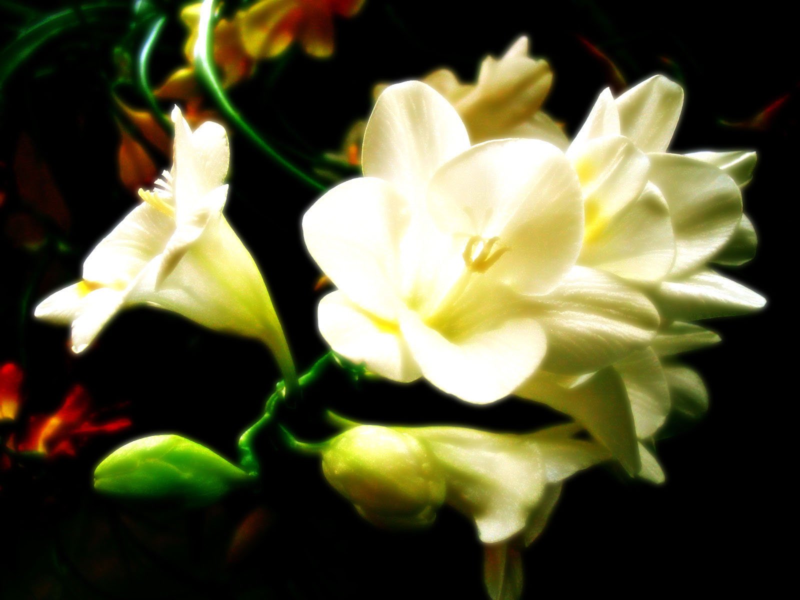 two white flowers are sitting in the dark